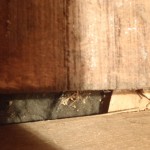 シロアリ 発見が難しい事例