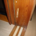 駆除 またシロアリ?