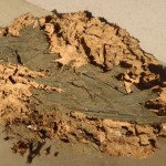 シロアリ 被害 食痕