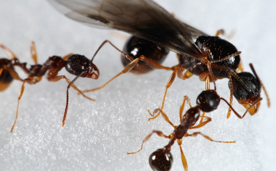 シロアリ よく似た虫 三重県四日市市のシロアリ駆除なら加藤防虫