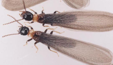 シロアリ 羽アリ三重県四日市市のシロアリ駆除なら加藤防虫