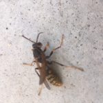 スズメバチとアシナガバチの生態｜三重県の防虫専門家が解説