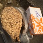 スズメバチ　巣　四日市市羽津