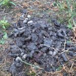 フンから害獣の種類を推測