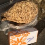 軒下にスズメバチの巣が！自分で駆除できる？三重県のプロが教える対処法