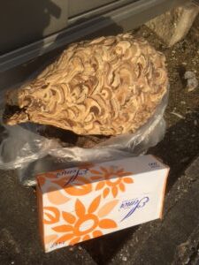 スズメバチの巣の撤去