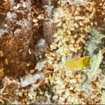 シロアリ駆除したのにまだ虫がいる？三重県の業者が教える薬剤の安心効果