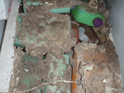 段ボール箱の底に広がったシロアリの食害