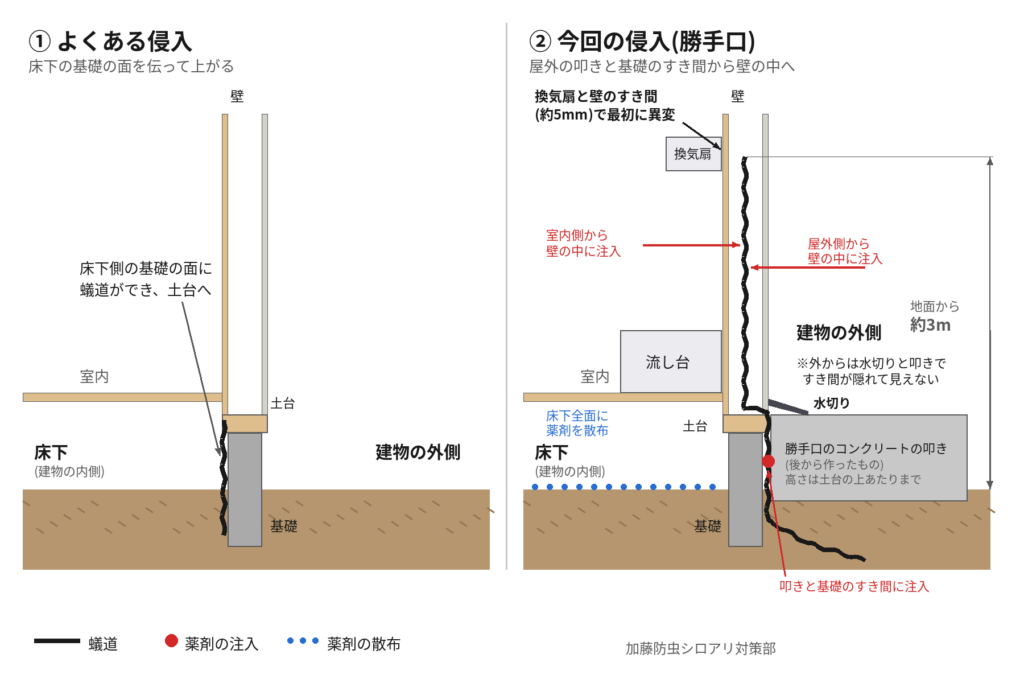 床下の基礎の面を伝う一般的なシロアリの侵入と、勝手口の叩きと基礎のすき間から壁の中へ入る侵入を比べた断面図
